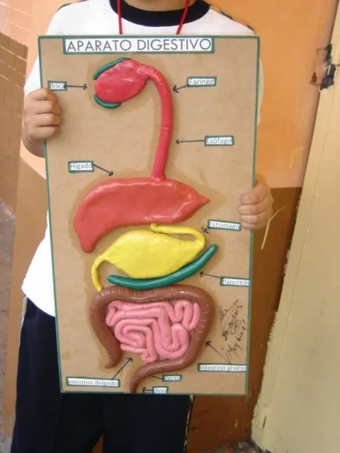 Imágenes del aparato digestivo para maquetas - Imagui