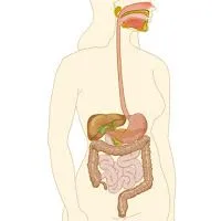 IMAGENES DEL APARATO DIGESTIVO PARA NIÑOS