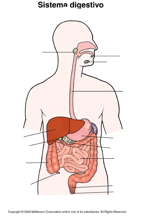 Imagenes de el aparato digestivo con nombres - Imagui