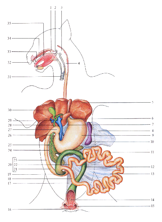 Sistema digestivo de el gato - Imagui