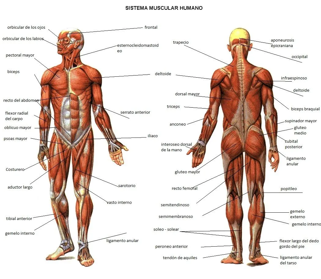 Imágenes del aparato locomotor – Imágenes de bonitas para descargar gratis