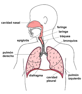Sistema respiratorio humano para colorear - Imagui