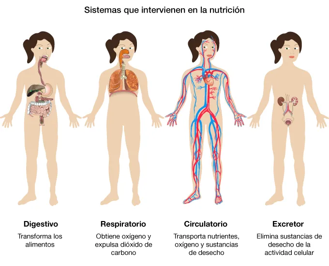 Imagenes de los aparatos del cuerpo humano para niños - Imagui