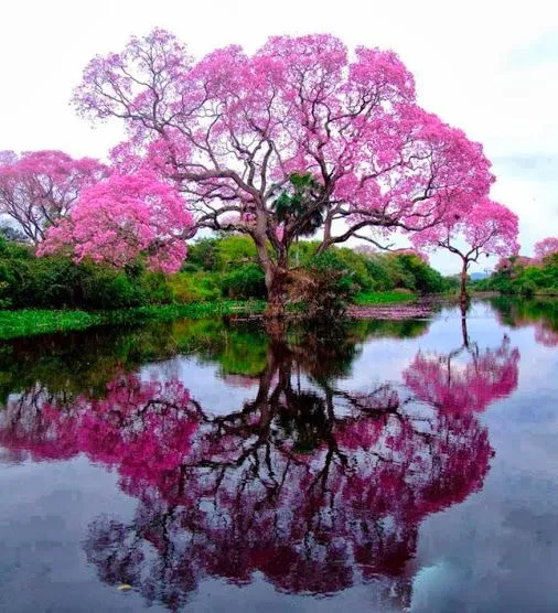 ▷ Imágenes de el árbol nacional del salvador