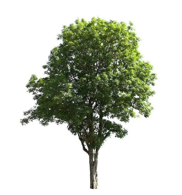 Imágenes de Arbol Png - Descarga gratuita en Freepik Imágenes de Arbol Png - Descarga gratuita en Freepik