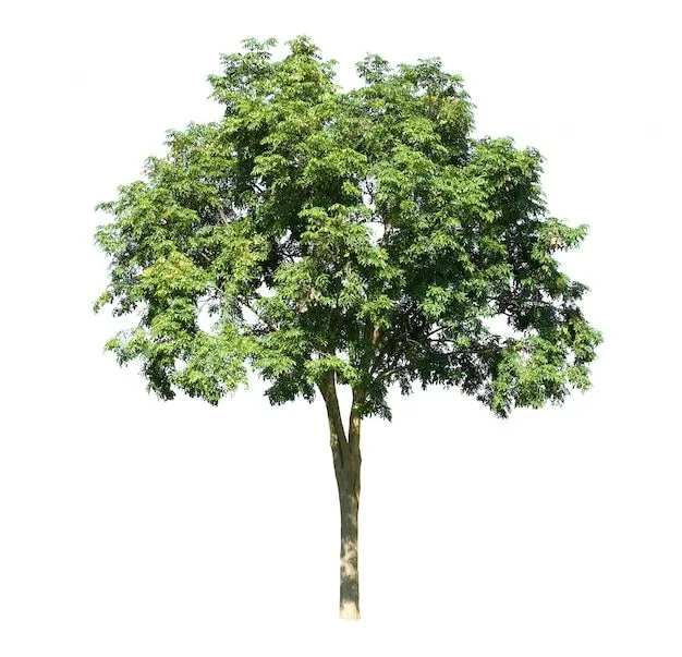 Imágenes de Arbol Png - Descarga gratuita en Freepik Imágenes de Arbol Png - Descarga gratuita en Freepik