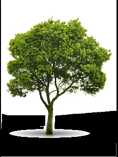 Imagenes Arbol PNG - Imagen PNG