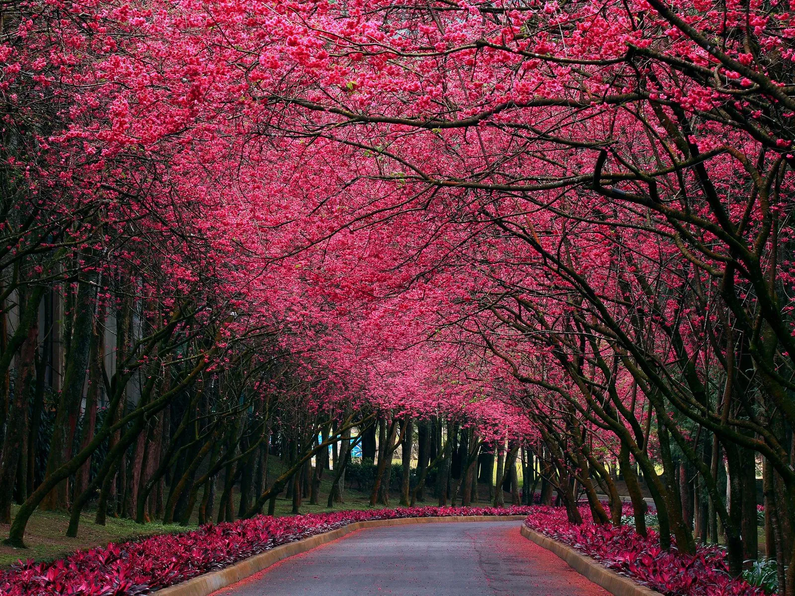 fotos de camino arboles rosadas para facebook Mejores fotos del ... fotos de camino arboles rosadas para facebook Mejores fotos del ...