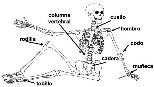 Imagenes de las articulaciones del cuerpo humano para niños - Imagui Imagenes de las articulaciones del cuerpo humano para niños - Imagui