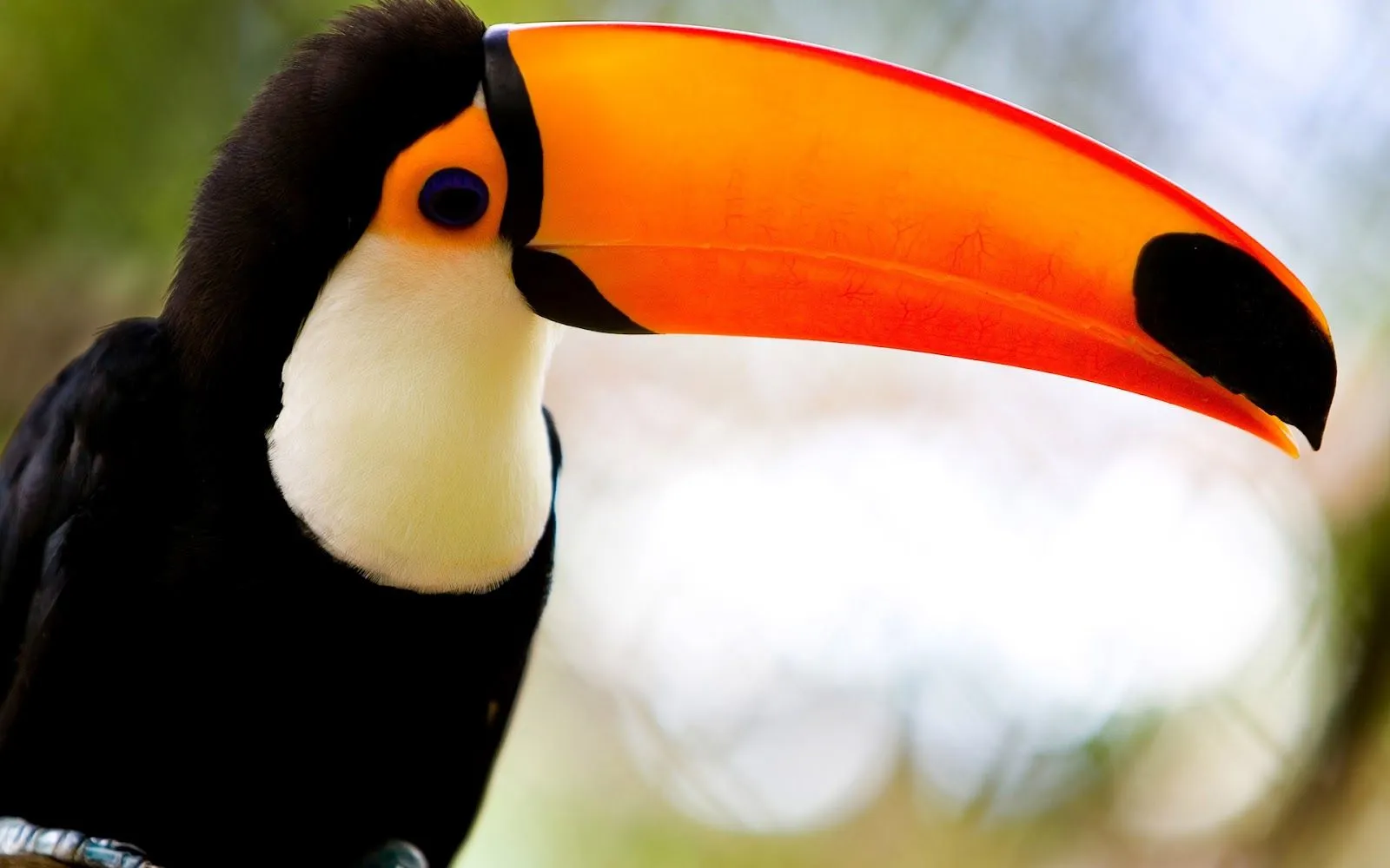 Imágenes de Aves Exóticas en HD | Fotos e Imágenes en FOTOBLOG X