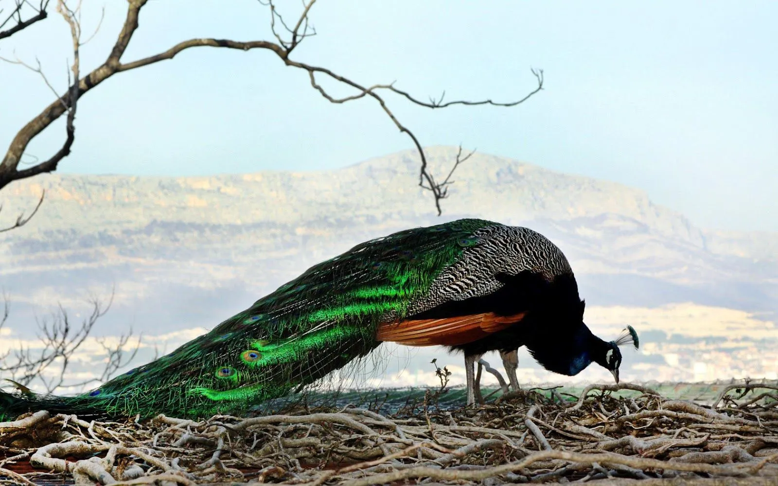 Imágenes de Aves Exóticas en HD | Fotos e Imágenes en FOTOBLOG X
