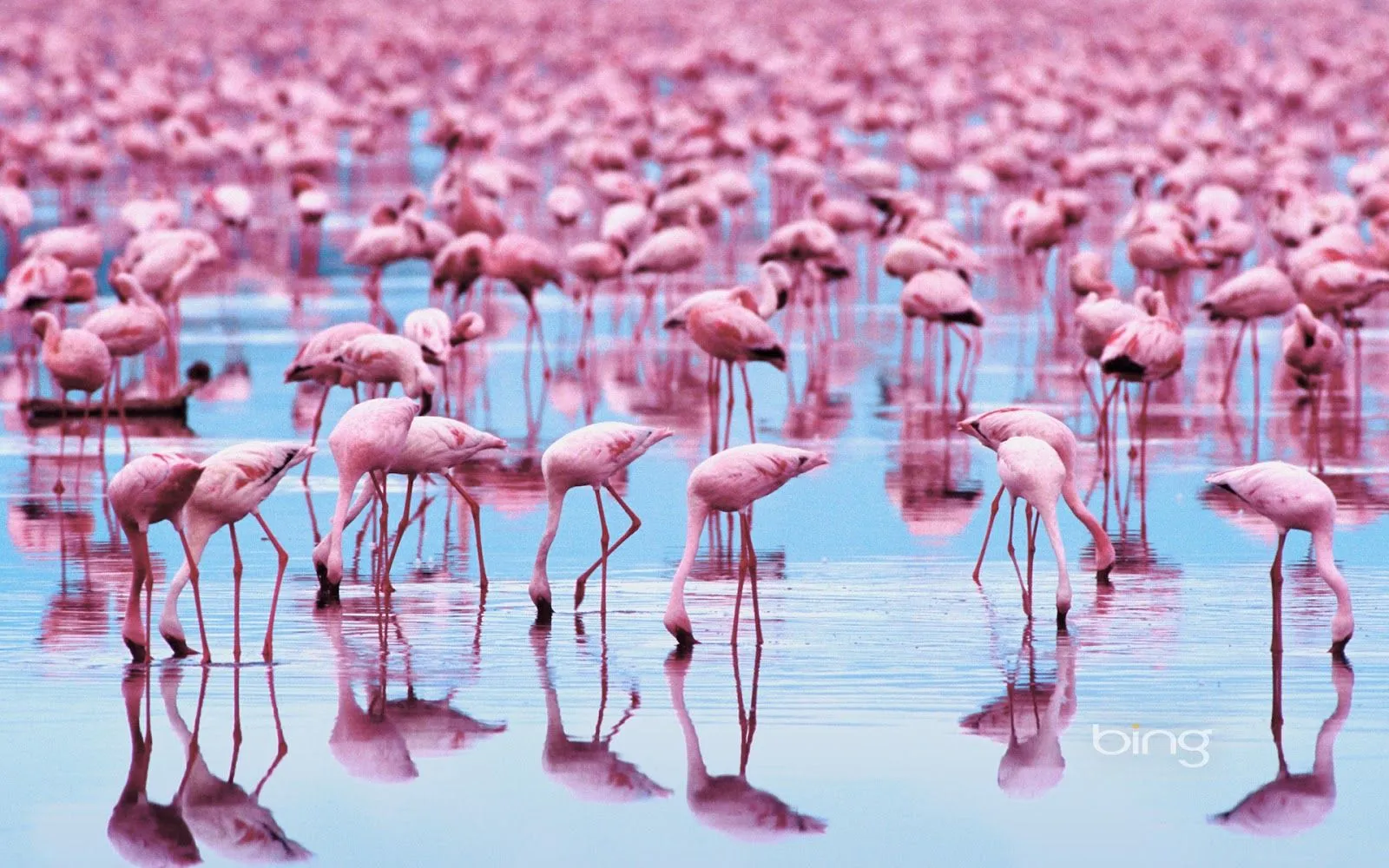 Imágenes de Aves Exóticas en HD | Fotos e Imágenes en FOTOBLOG X Imágenes de Aves Exóticas en HD | Fotos e Imágenes en FOTOBLOG X