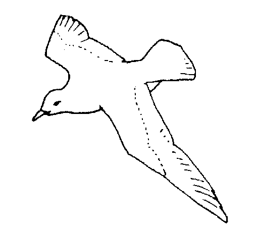 Dibujo de Gaviota para Colorear - Dibujos.net