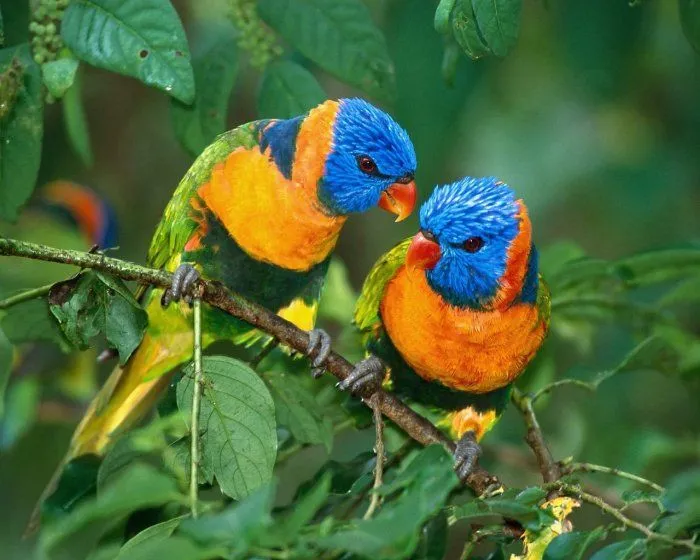 Imagenes de aves | Imagenes
