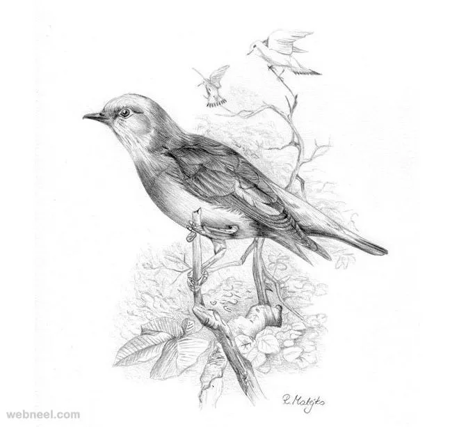 Charcoal, Pencil and Ink Drawings on Pinterest | 1178 Pins
