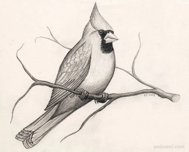 30 Beautiful Bird Drawings and Art works for your inspiration 30 Beautiful Bird Drawings and Art works for your inspiration