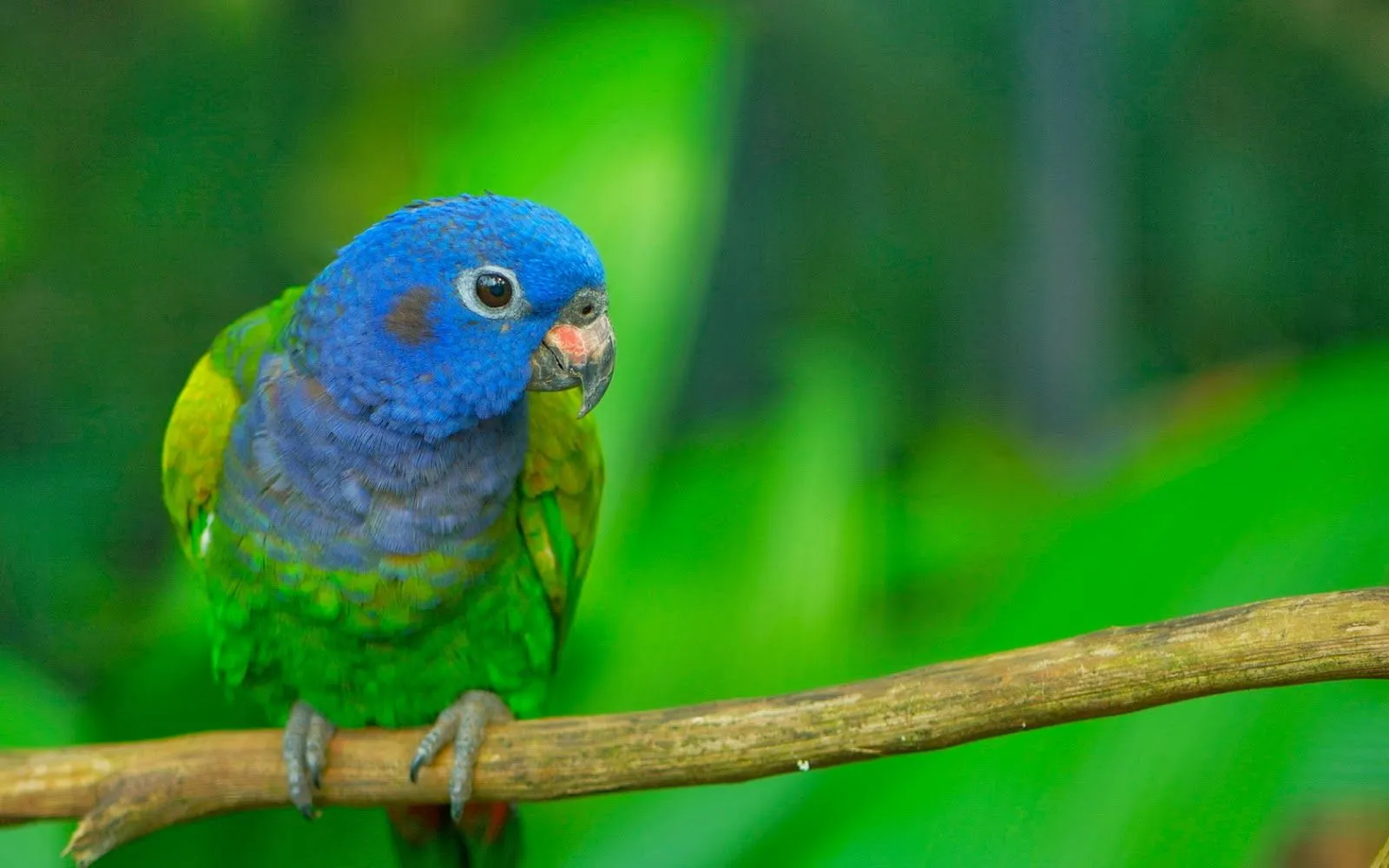 Imagenes de aves en las ramas « Fotos Bonitas de Amor Imagenes de aves en las ramas « Fotos Bonitas de Amor