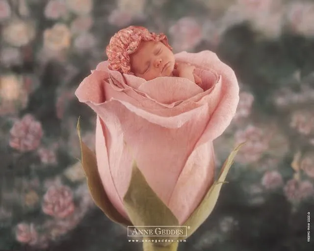 Imágenes de bebés Anne Geddes - Imagui