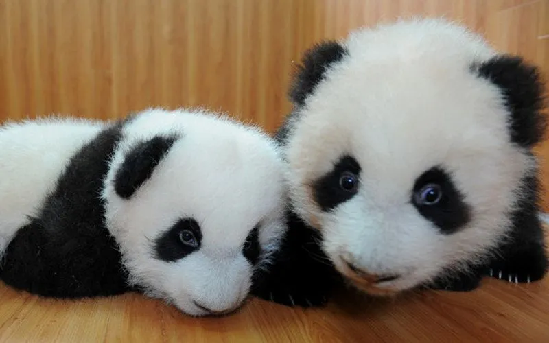Imágenes de bebés pandas - Imagui