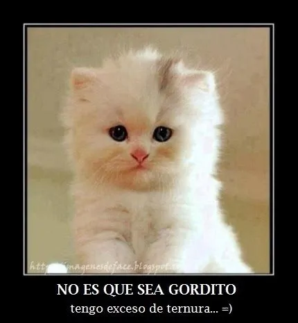 Imagenes de amor HD: Imagenes de gatitos tiernos con frases de amor