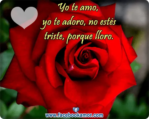 Imagenes bellas de amor: Hermosas imágenes rosas para enamorados Imagenes bellas de amor: Hermosas imágenes rosas para enamorados