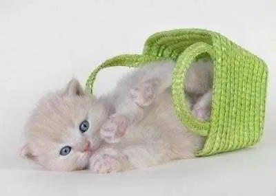 Imágenes bellas en general: Imágenes Gatos tiernos Imágenes bellas en general: Imágenes Gatos tiernos