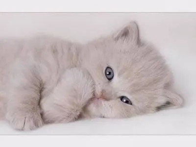 Imágenes bellas en general: Imágenes Gatos tiernos Imágenes bellas en general: Imágenes Gatos tiernos