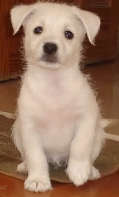Las imágenes de perros mas bonitos del mundo - Taringa! Las imágenes de perros mas bonitos del mundo - Taringa!