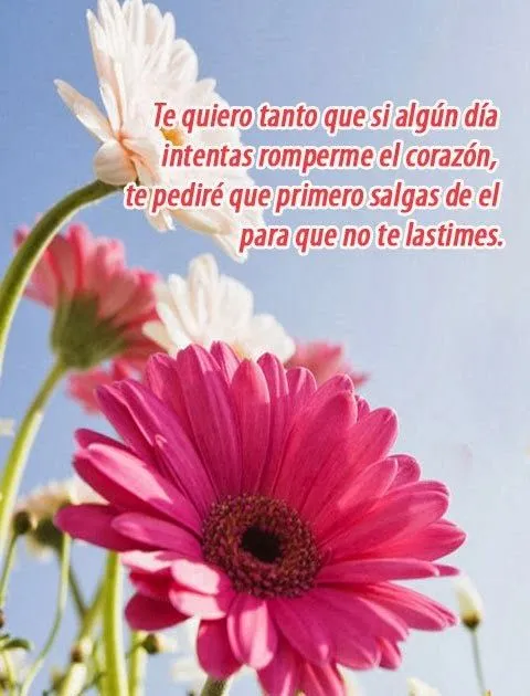 Imágenes con bellos mensajes de amor : Imagenes de amor para ...