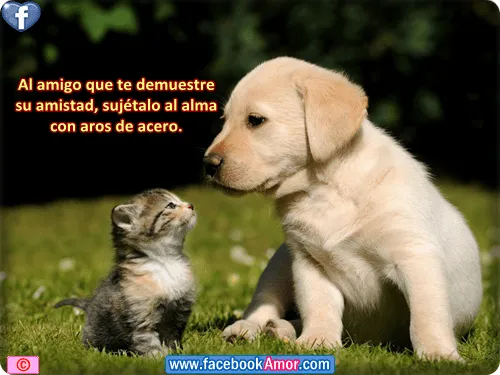Imagenes bonitas de amistad - Imagui