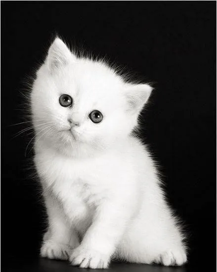 Imágenes Gatos tiernos