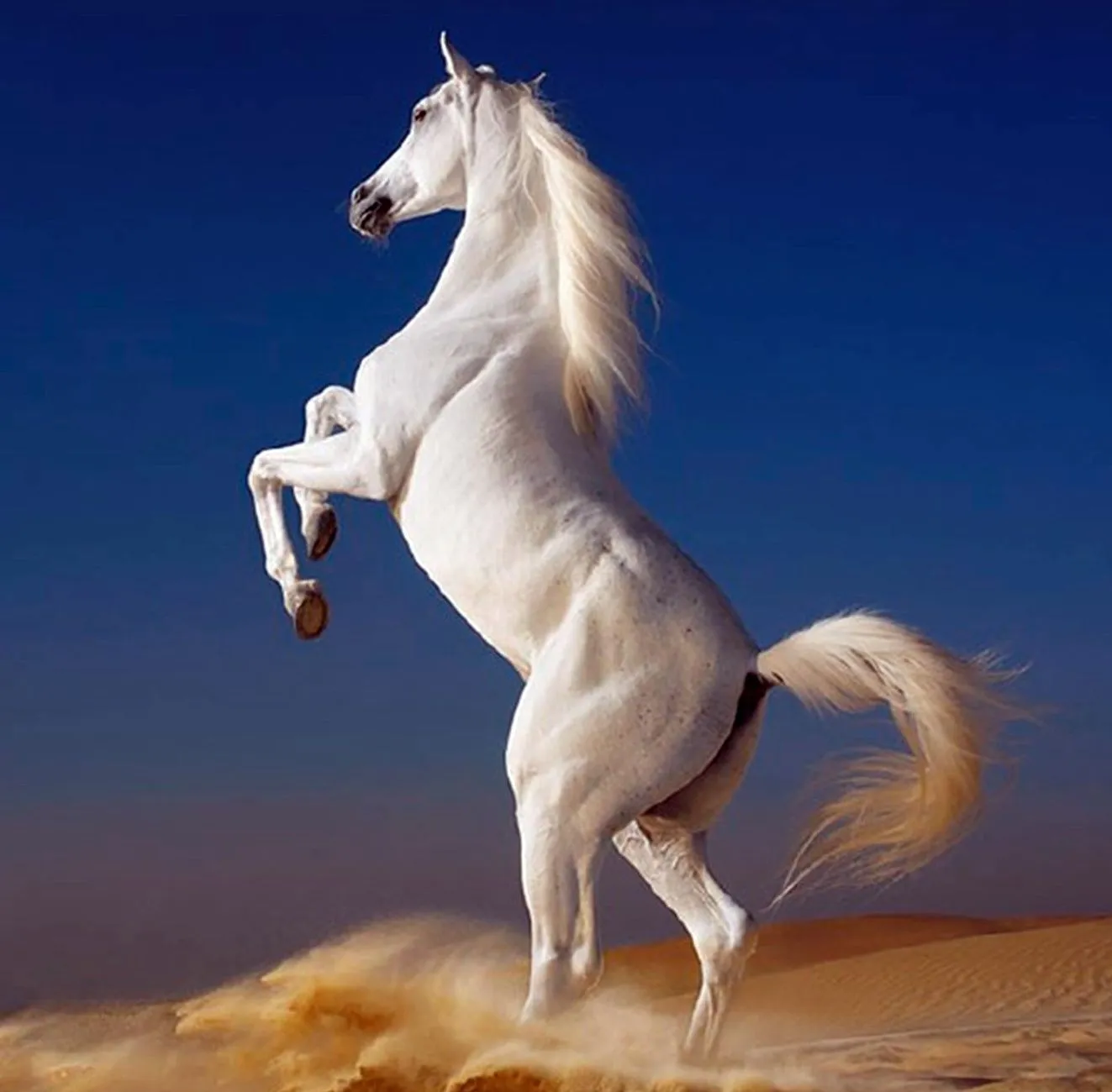 Imagenes bonitas caballos - Imagui