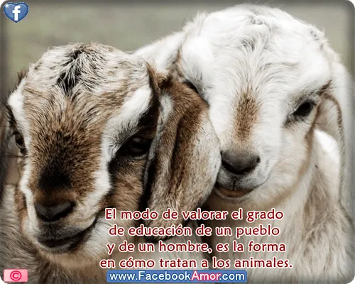 Imágenes bonitas con frases de animales para compartir en facebook ... Imágenes bonitas con frases de animales para compartir en facebook ...