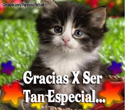 Imágenes bonitas de gatitos con mensajes | Imagenes para Facebook [
