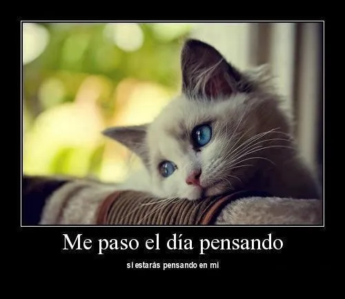 Imágenes bonitas de gatitos con mensajes | Imagenes Tiernas ... Imágenes bonitas de gatitos con mensajes | Imagenes Tiernas ...