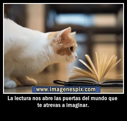 Imagenes con frases facebook | Imágenes de amor : Imágenes de gato ...