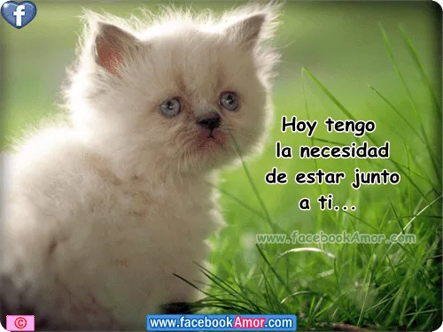 Imágenes bonitas de gatos con frases Imagenes Bonitas para ...