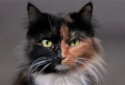 Imágenes bonitas de gatos y perros_spanish. Imágenes bonitas de gatos y perros_spanish.