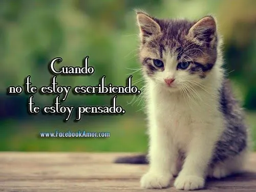 Imagenes bonitas de lindo gatito - Imágenes Bonitas para Facebook ...