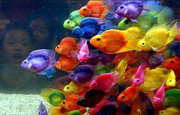 Imágenes Bonitas: Peces de multicolores