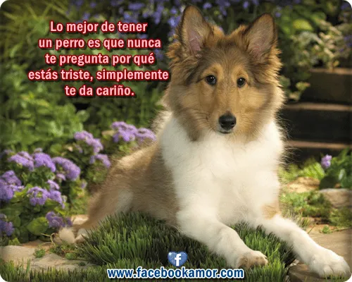 Imágenes bonitas de perro para facebook - Imágenes Bonitas para ...