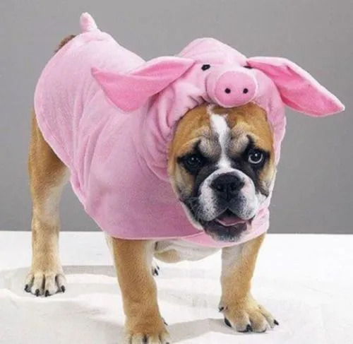 Imágenes Bonitas de Perros Graciosos | Imagenes Tiernas - Imagenes ... Imágenes Bonitas de Perros Graciosos | Imagenes Tiernas - Imagenes ...