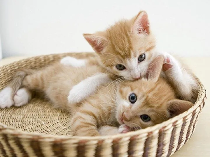 Imagenes bonitas y tiernas de gatos | Imagenes Tiernas | Fotos ... Imagenes bonitas y tiernas de gatos | Imagenes Tiernas | Fotos ...