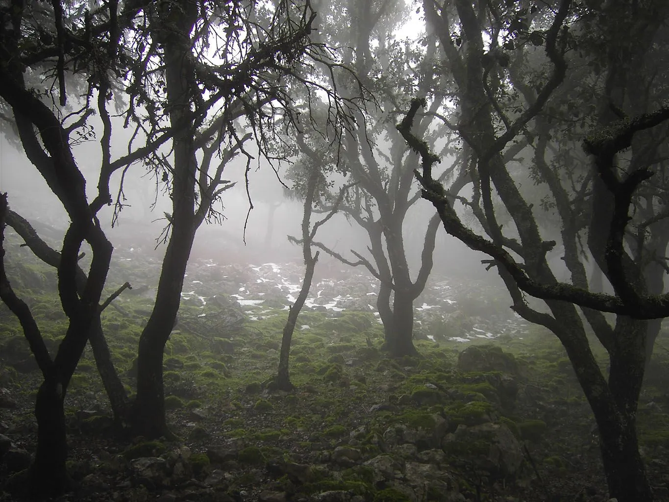 Imágenes de bosques y paisajes tenebrosos - Taringa!