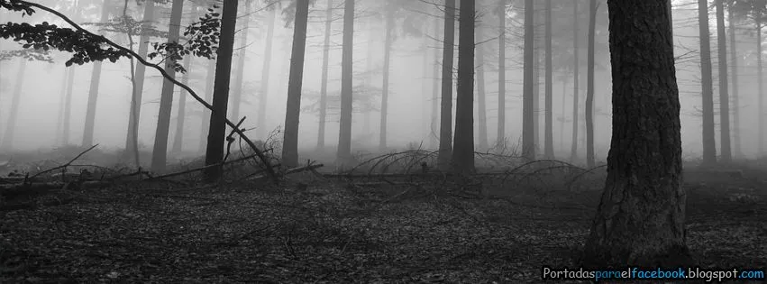 Imágenes de bosques tenebrosos - Imagui