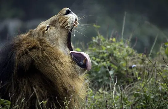 Imagenes] Bostezos Animales - Learn to Say