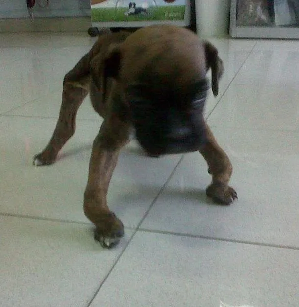 mispequeñosgigantesde4patas-2: ADOPTADO-DREAM, UN PEQUEÑO BEBE ...