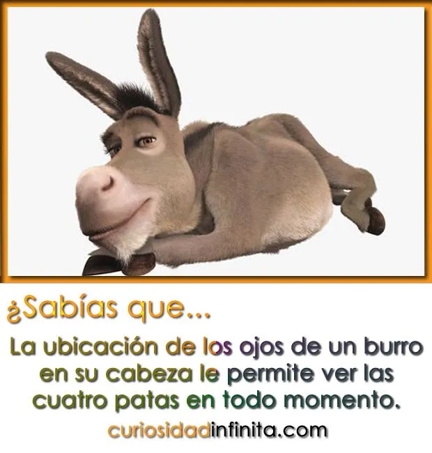 Imagenes del burro de shrek con frases - Imagui