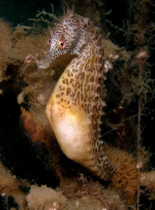 Imágenes de caballito de mar - Imagui