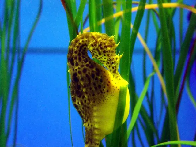 Imágenes de caballito de mar - Imagui